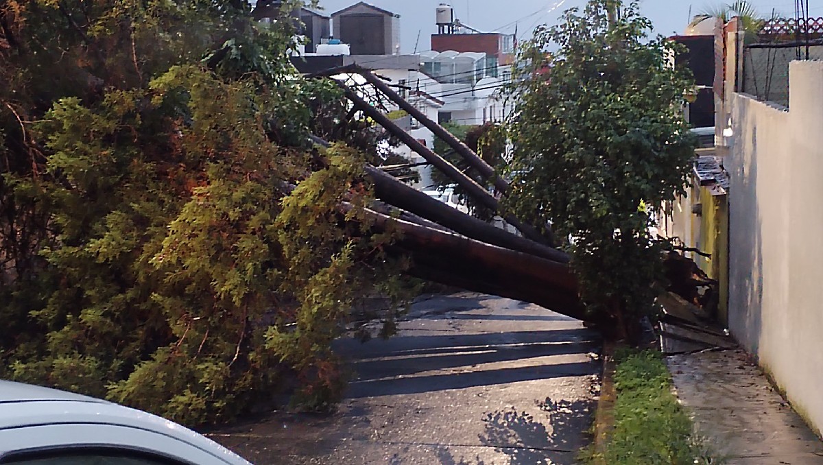 Por intensas lluvias, reportan caída de árboles en Naucalpan. Foto: (Al Andrade)