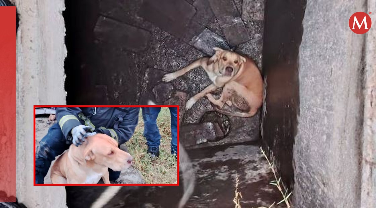 Bomberos rescataron a un perrito de una cisterna. (Especial)