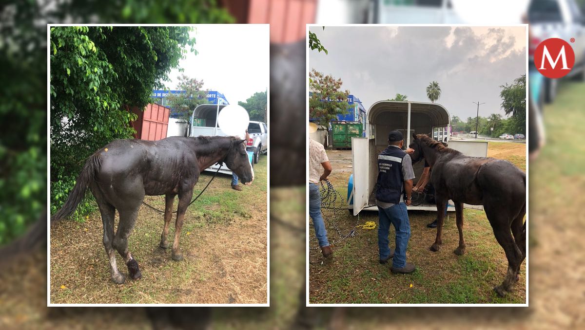 Caballo rescatado en Tampico se recupera tras caída en alcantarilla