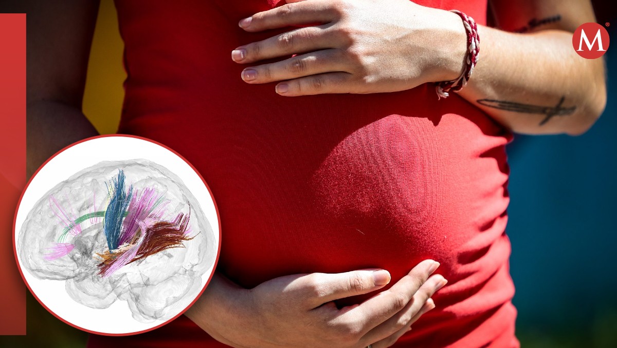 El cerebro de la mujer DISMINUYE tamaño en el embarazo, según estudio | Agencia EFE