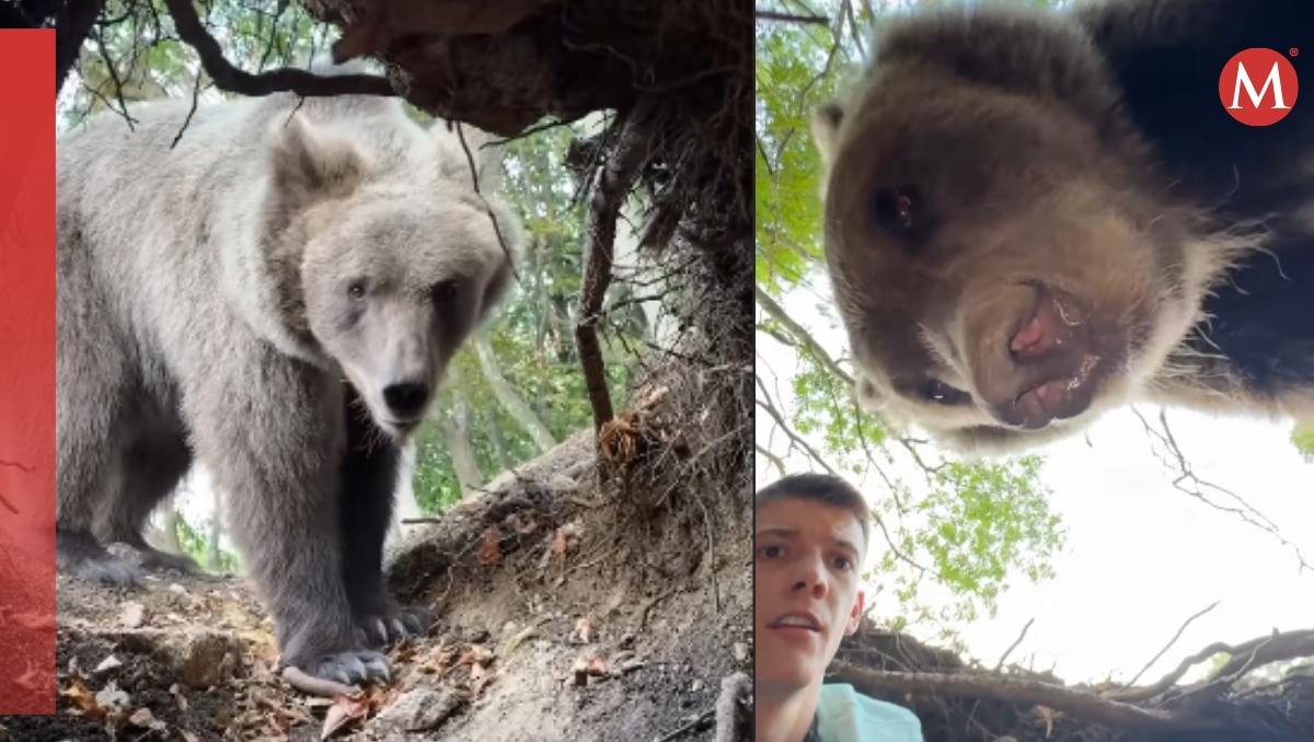 Influencer entra en la guarida de oso  para grabar un video y es sorprendido por el animal | Especial