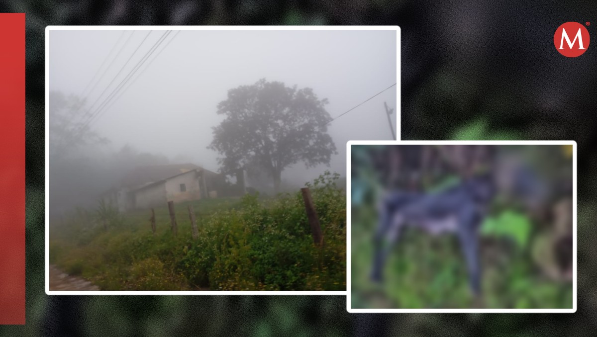 La perrita fue encontrada atada a un árbol en un baldío de Zacualtipán, Hidalgo