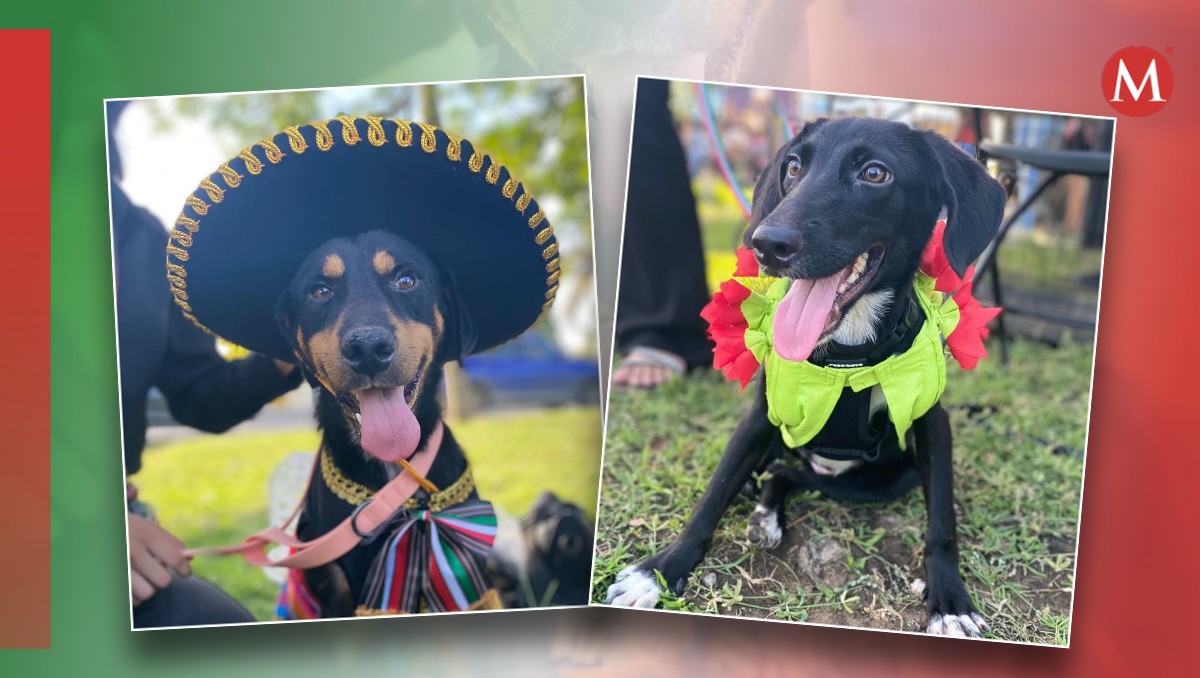 Perritos disfrazados  por mes patrio. | Especial