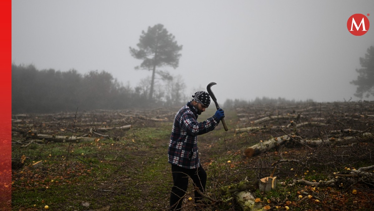 Albergaria-a-Velha es una localidad de Portugal que sufre por los vastos incendios forestales | AFP