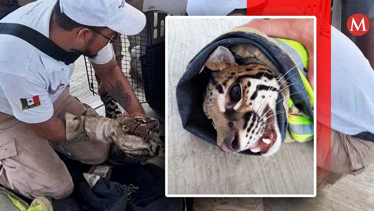 Las autoridades de Protección Civil municipal resguardaron a ejemplar de ocelote en el Centro de Conservación de Fauna Silvestre. | Especial