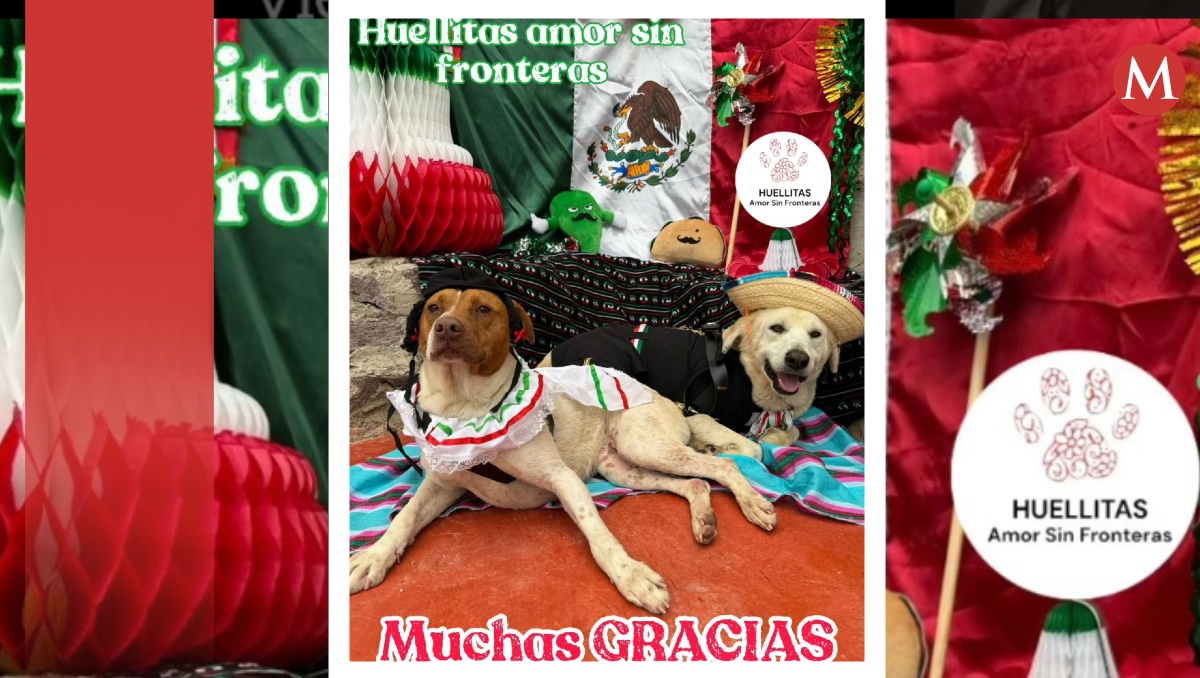 Lomitos rescatados reciben pambazos. | ESPECIAL