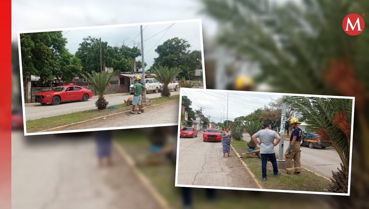Suman tres muertes de caballos durante las últimas semanas. Cortesía