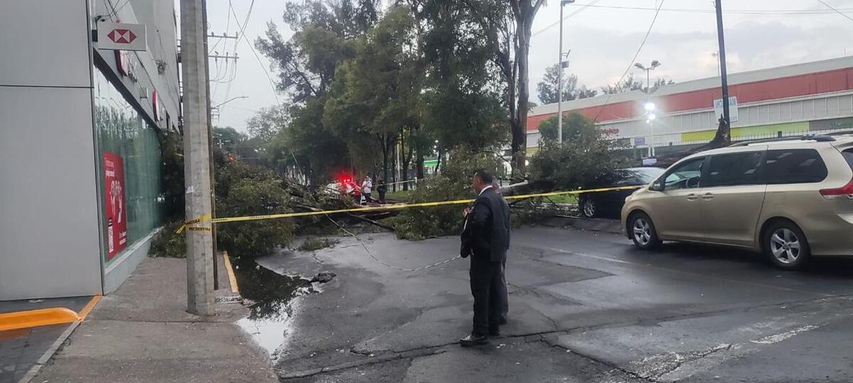 Árbol caído por lluvias en Ciudad de México. (Foto: Tamara Serrano Pérez)