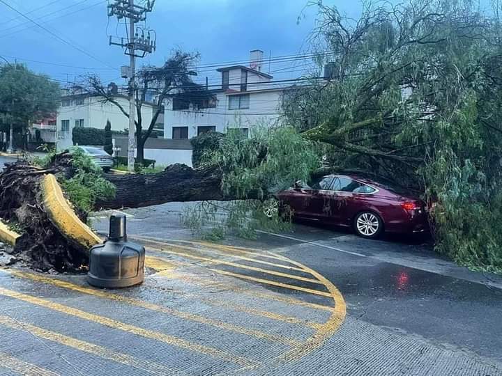 Caída de árboles en Naucalpan.
