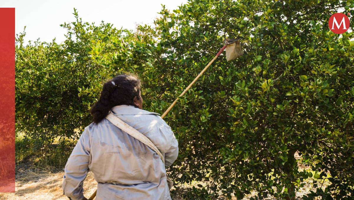 La industria limonera retomó labores este miércoles (Cuartoscuro)