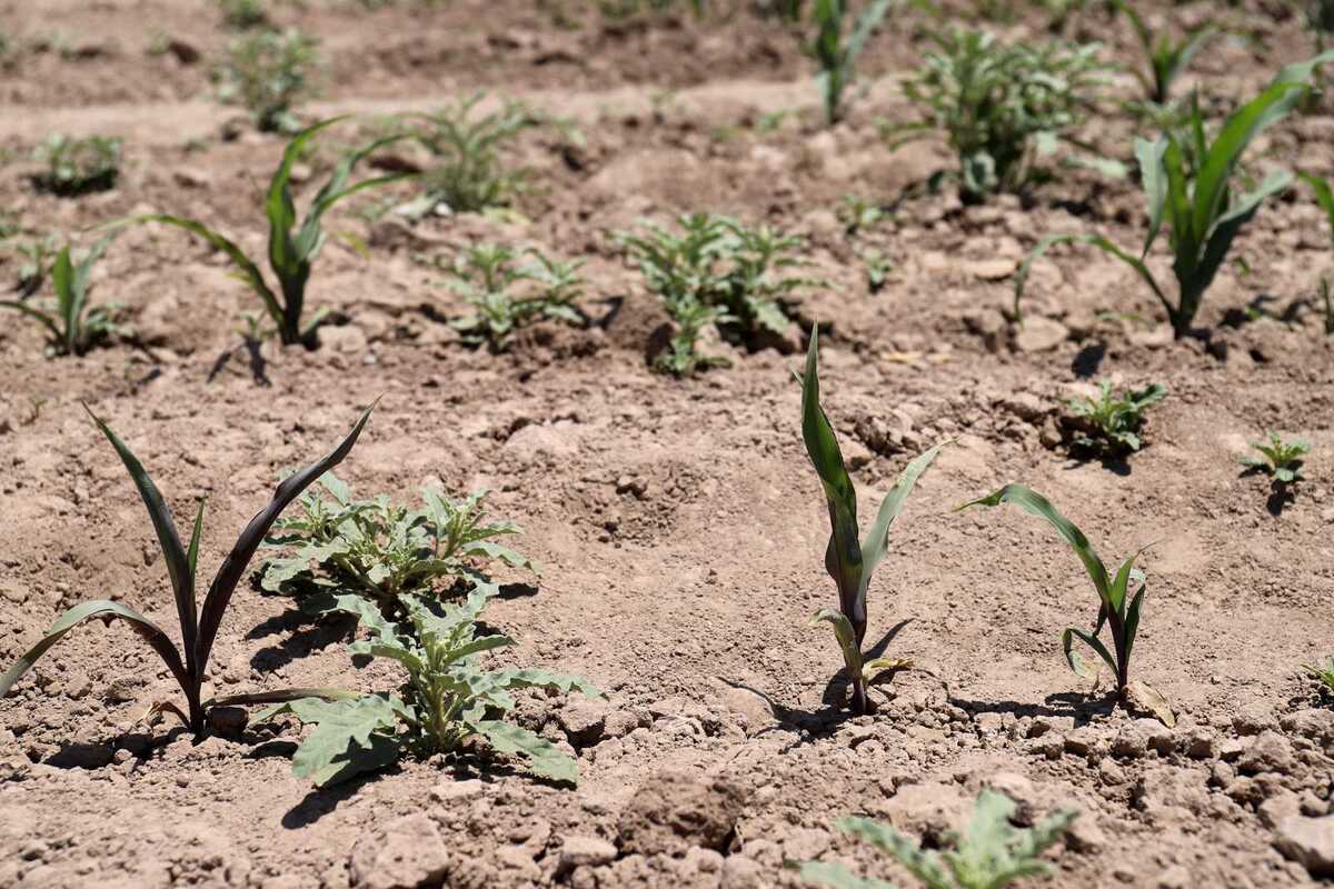 El Monitor de Sequía, por su lado, marca que hay 9 municipios afectados todavía por la falta de lluvia.| Rolando Riestra