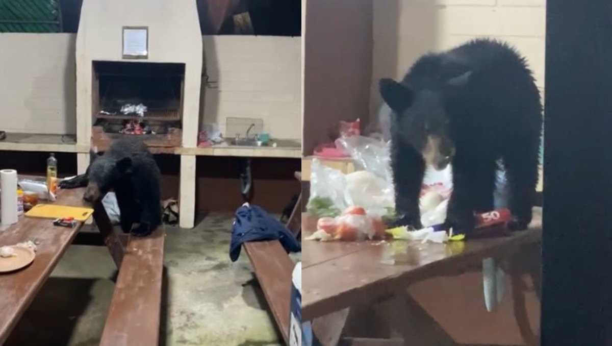 Osos llegan a cabaña en Ciénega de González. Foto: Especial