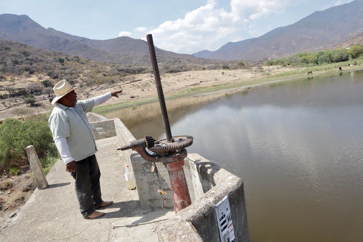 Sequía en Oaxaca obliga a ganaderos a implementar cercos vivos y reforestar | Especial
