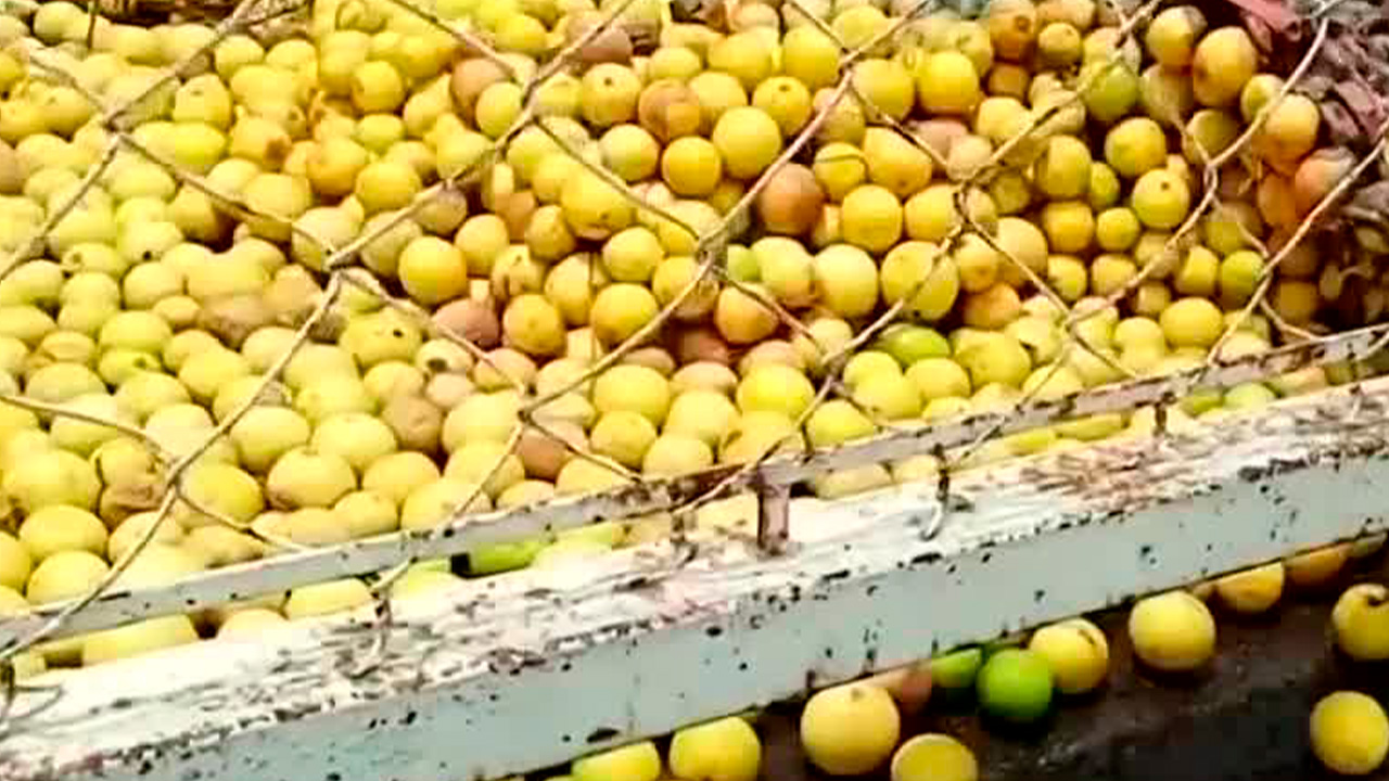 Advierten que el cobro por derecho de piso podría colapsar la industria limonera en Michoacán