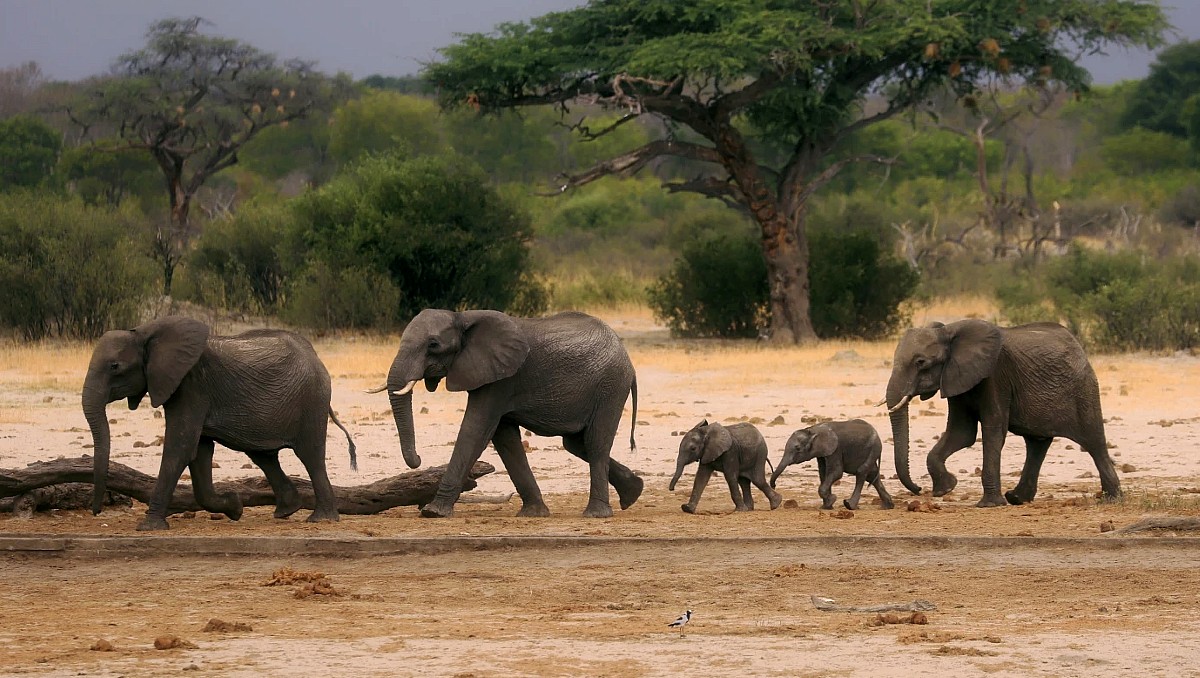 Una manada de elefantes en Parque Nacional Hwange, Zimbabue. | AP Foto.