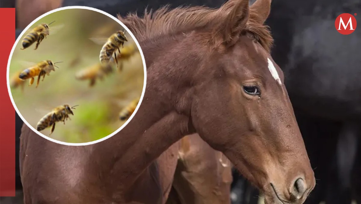 Paramédicos y vecinos rescatan a equino tras el ataque de abejas