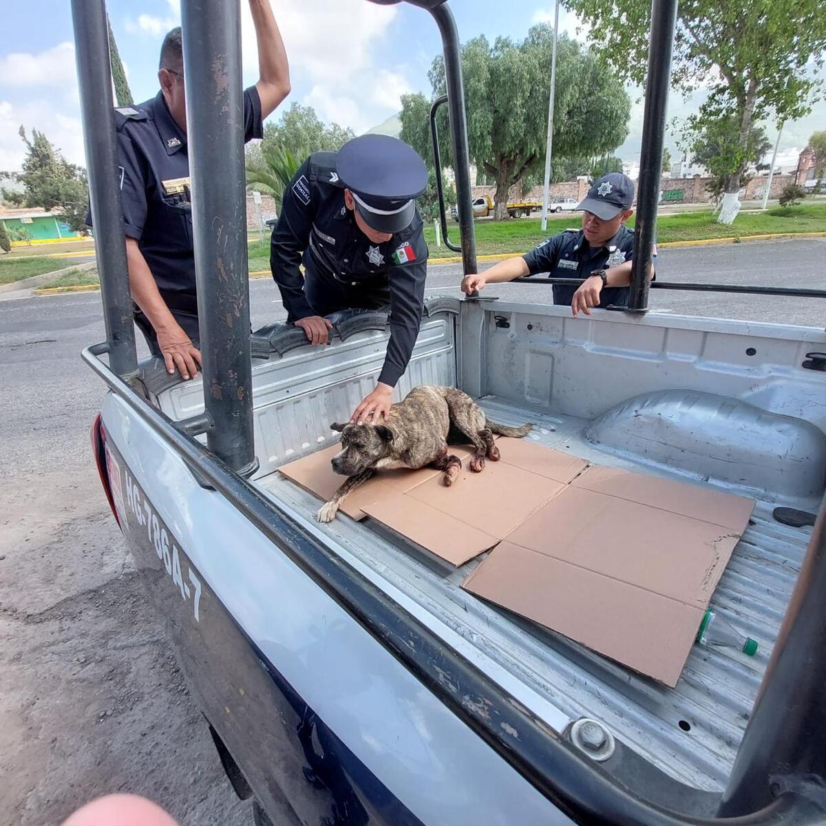 Policías y vecinos colaboran para trasladar a un lomito herido a una clínica veterinaria en Pachuca