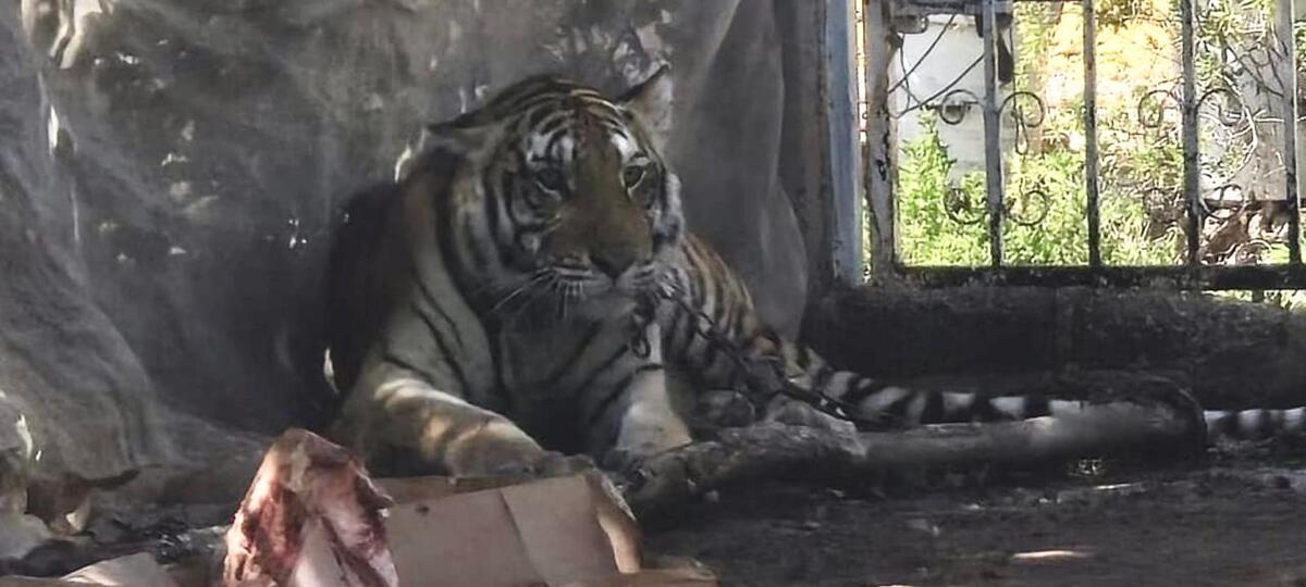 Tigre de bengala es localizado en el municipio de Elota en Sinaloa / Especial