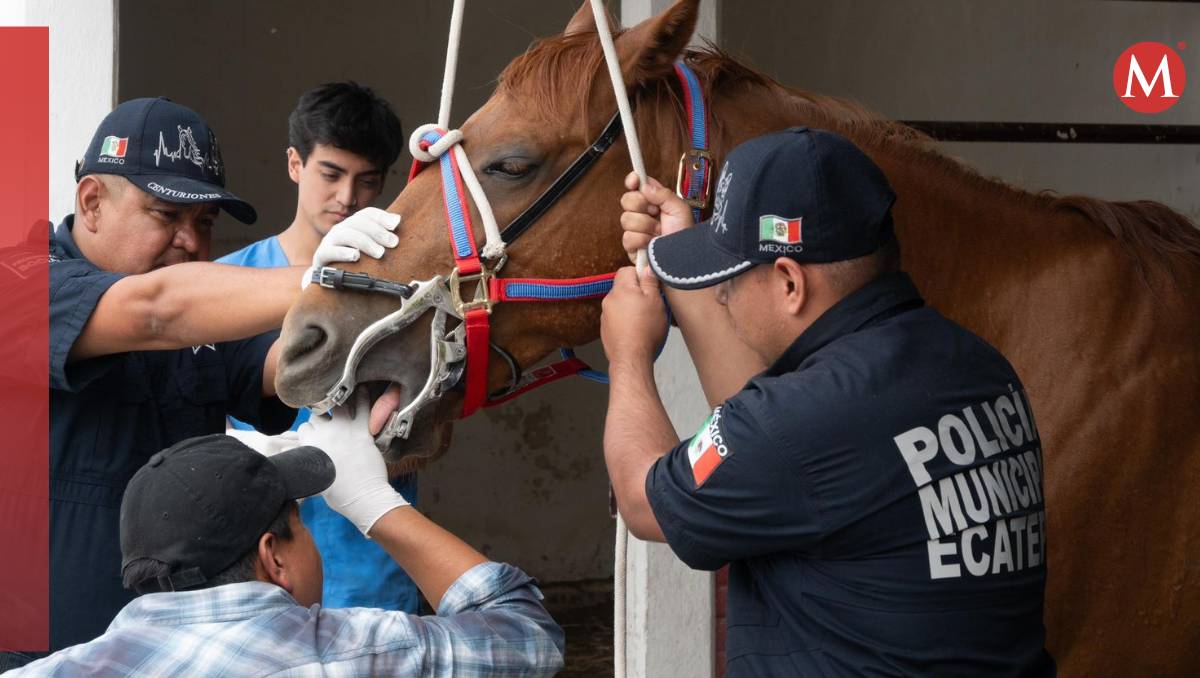 El ayuntamiento, con Cuacolandia y Pro Animal, rescatará animales abandonados y maltratados. Especial