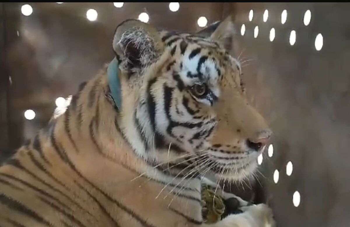 El tigre fue asegurado por elementos operativos de las fuerzas federales en la zona rural del municipio de Elota.