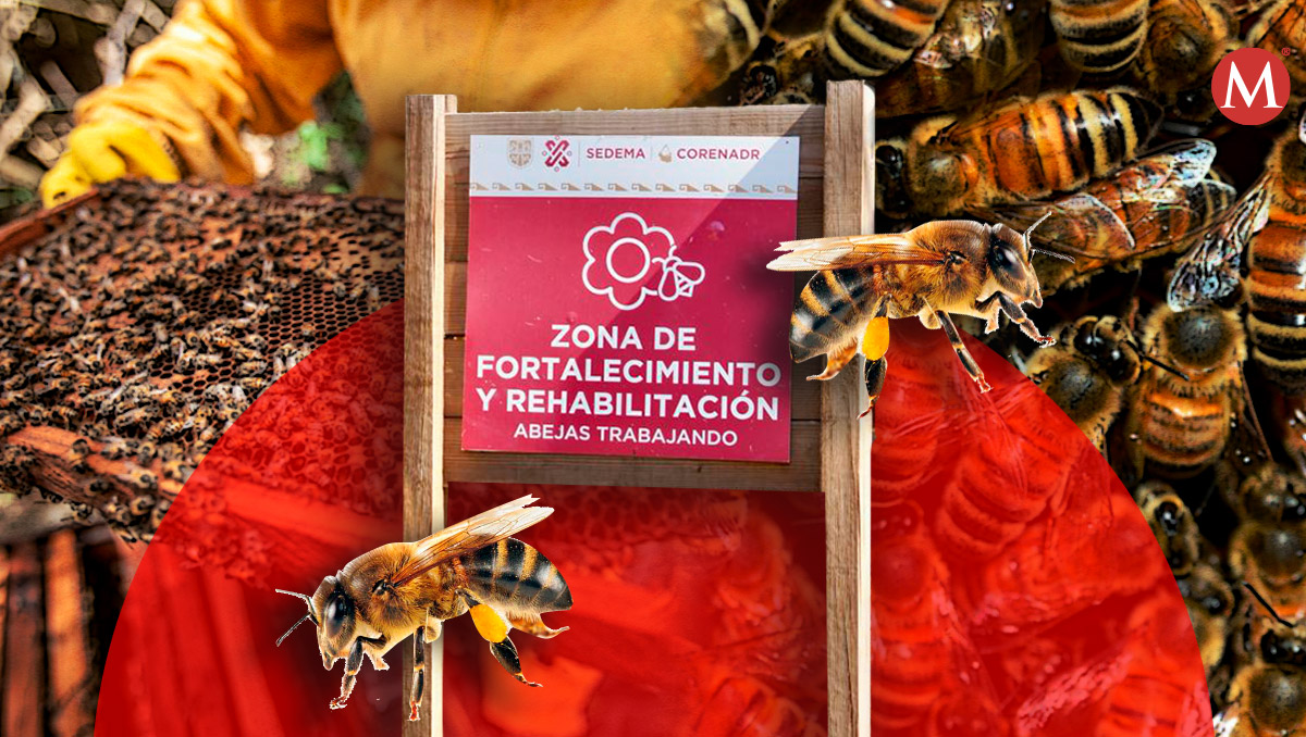 El programa también permite capacitar a los productores. | Diseño: Samantha Martz