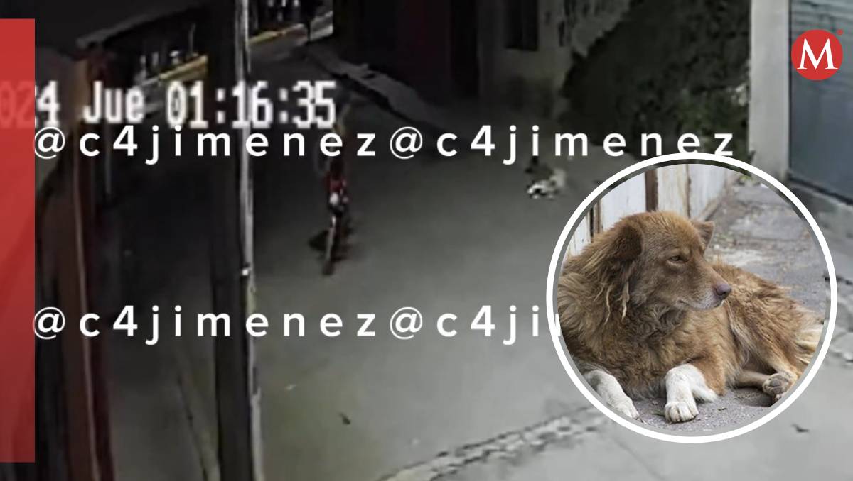 El video muestra a un hombre provocando y golpeando perros con una patineta. Especial