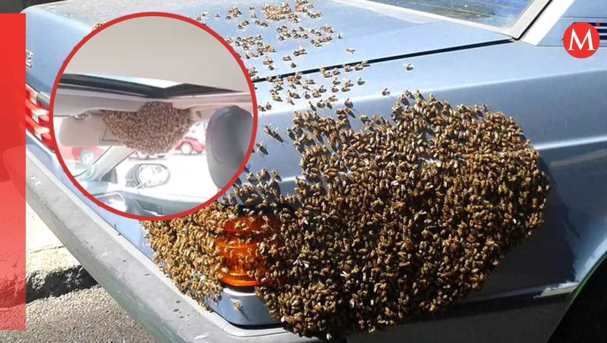 Automóvil invadido por abejas en Pachuca