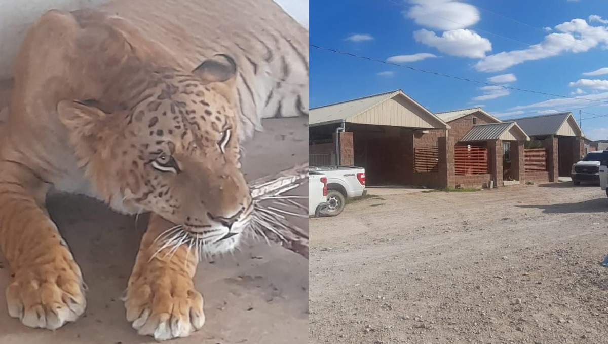 Las autoridades encontraron al tigre dentro de una jaula en el patio de uno de los inmuebles. | Especial
