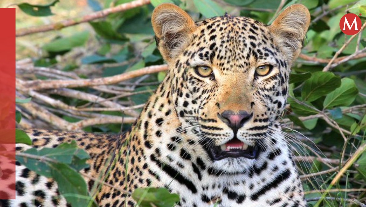 Confirman avistamiento del leopardo anatolio