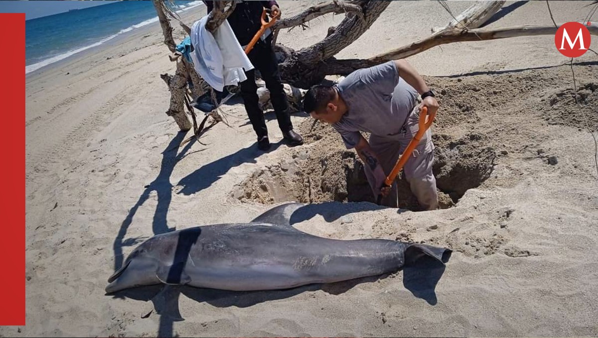Encuentran delfin muerto a orillas de playa miramar.