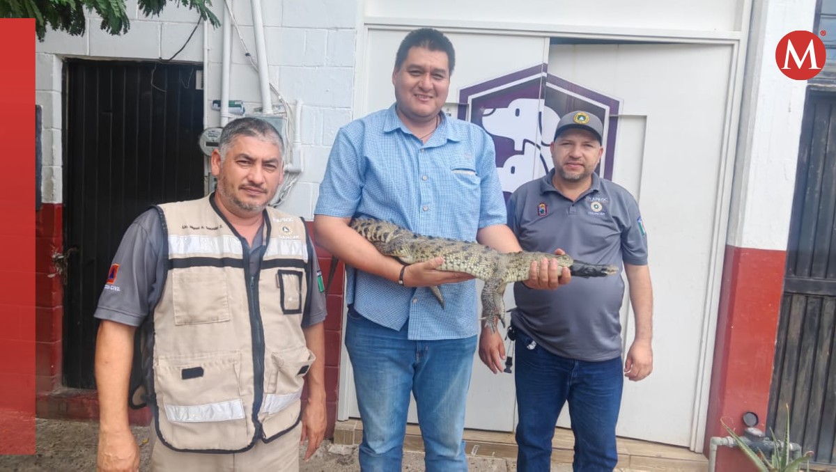 El reptil fue devuelto a su hábitat natural. | Especial