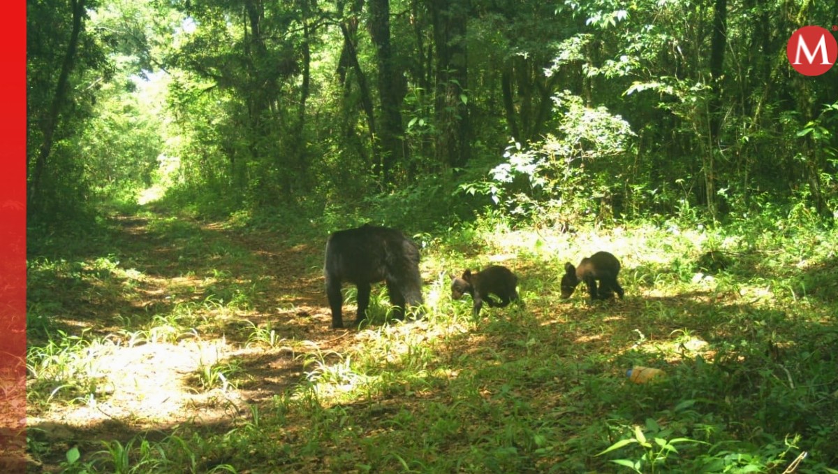 Buscan implementar estrategias para la conservación de la especie, la cual se encuentra en peligro de extinción. Cortesía