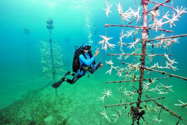 Gracia Rojas, de Coral Restoration Foundation, examina el coral en el vivero de Looe Key Reef, Florida. Jason Gulley/ The New York Times