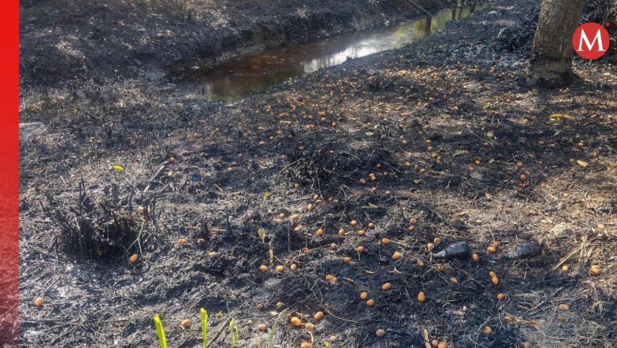 Secretaría de Medio Ambiente de Veracruz solicita atención inmediata a derrame en Papantla | Especial