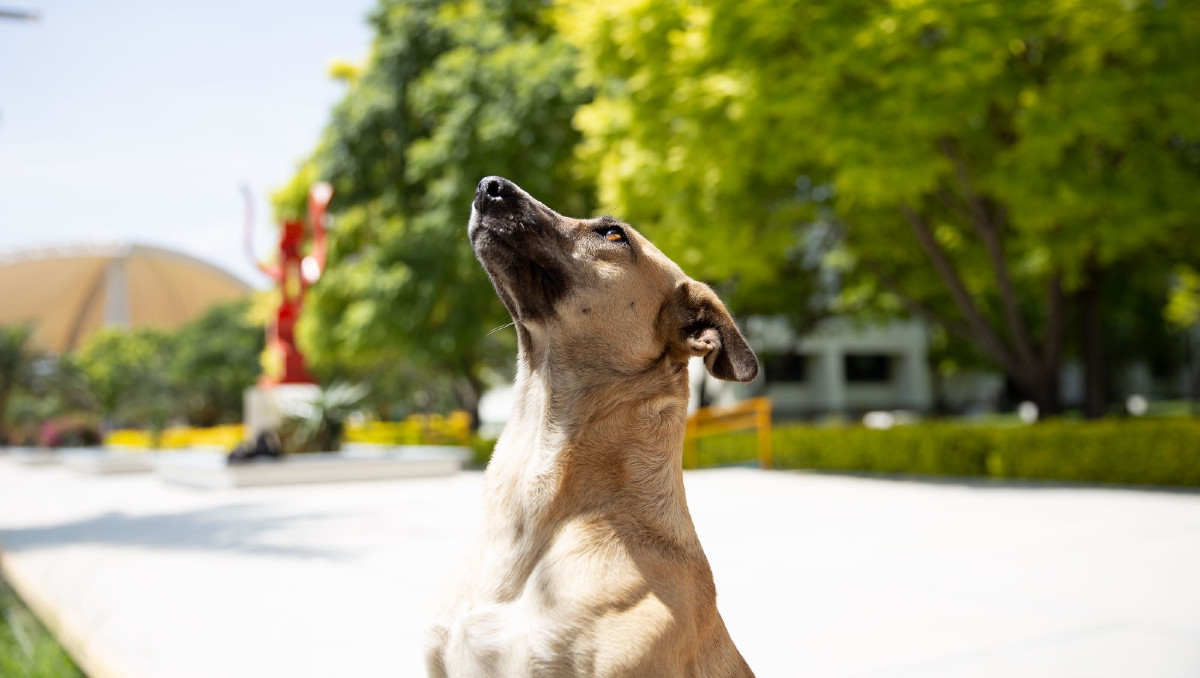 UTT Puebla tiene Villa Peruna, un hogar para perritos callejeros | Yanahui Flores