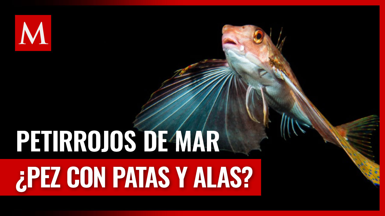 El increíble hallazgo de los petirrojos de mar: ¿Peces con patas y alas?