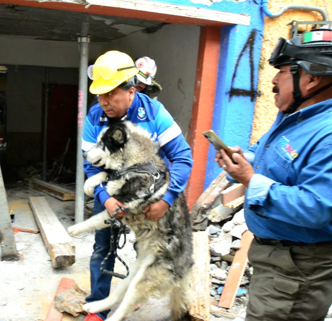 En días recientes, se llevaron a cabo tareas de rescate de las mascotas. (Foto: especial)