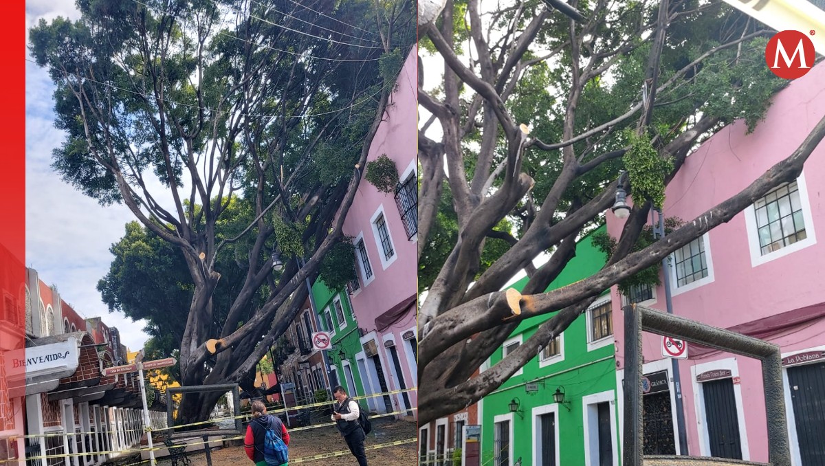 Lluvias causan caída de árbol en Barrio del Artista en Puebla | Delfino Nolasco