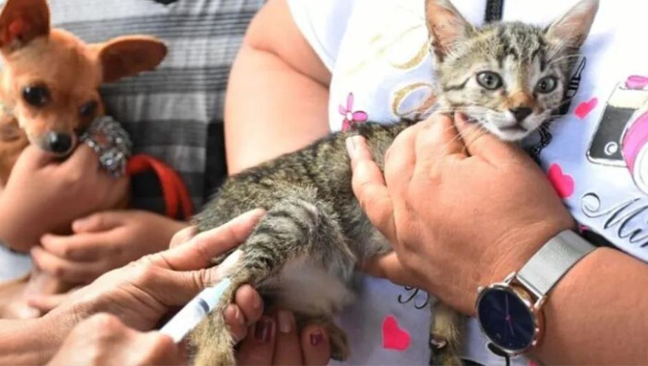 Refugio para perros y gatos abandonados es rehabilitado para mejorar su calidad de vida en CdMx