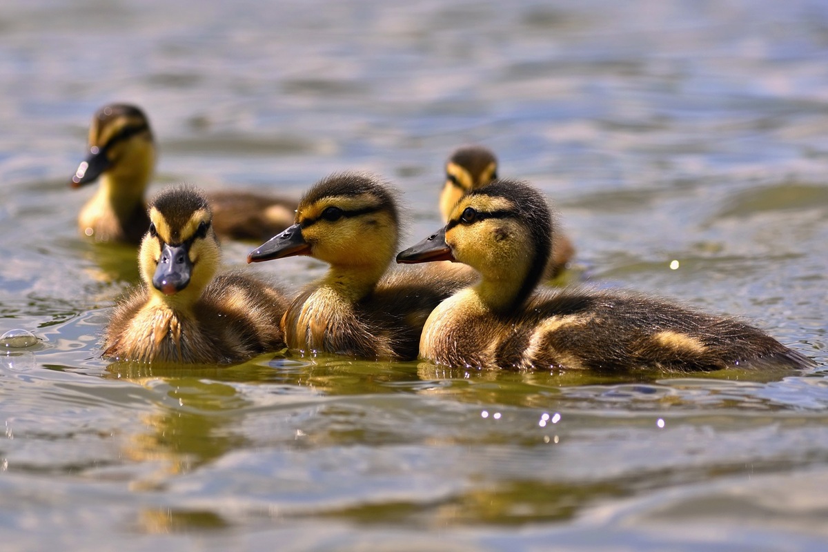 Los patos fueron sacrificados en Hungría por un brote de gripe aviar. | Freepik