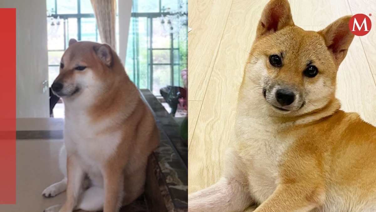 Familia de Cheems presentan a la nueva perrita