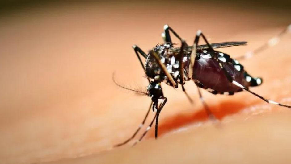 Hidalgo registra un récord de casos de dengue en los últimos cinco años