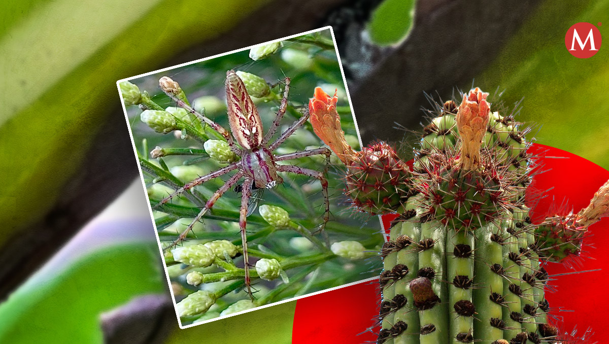 Invitan a la ciudadanía a fotografiar la flora y fauna de México | Especial