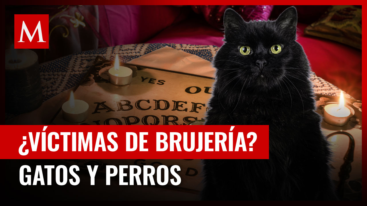 ¡Alerta en la adopción! Piden no dar en adopción a animales negros y blancos