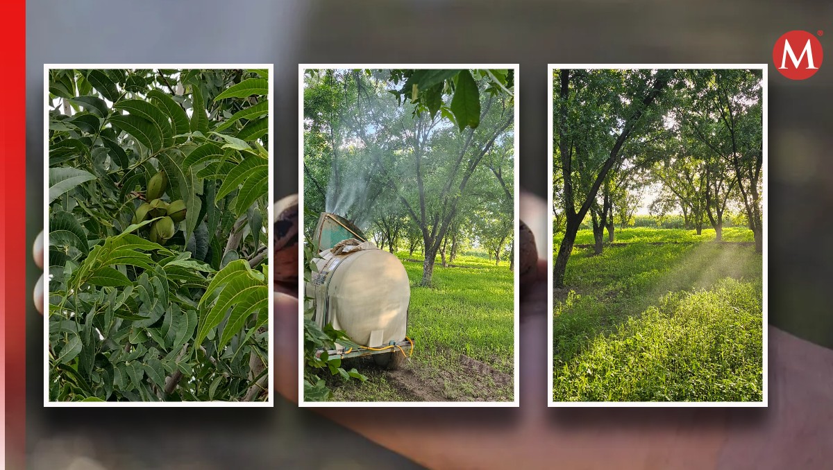 Nazas se proyecta como el principal productor de nogal en La Laguna (Rolando Riestra)