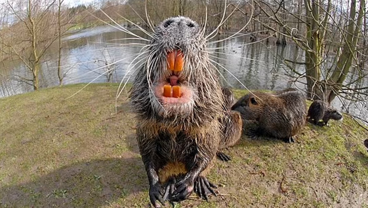 Nutrias enormes y con dientes anaranjados invaden California. | Especial