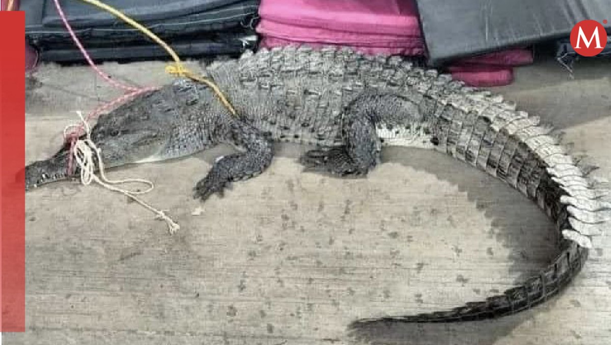 Las autoridades lograron capturar a uno de los ejemplares en Playa Revolcadero. | Especial