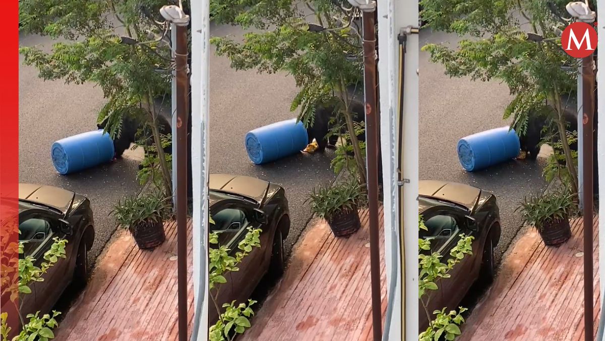 El plantígrado de gran tamaño fue captado por las cámaras de seguridad | Especial
