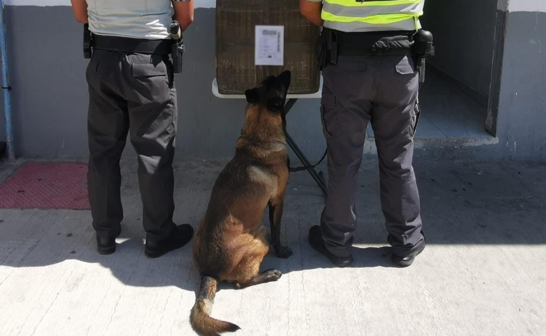 La droga fue ubicada con ayuda de la policía canina.