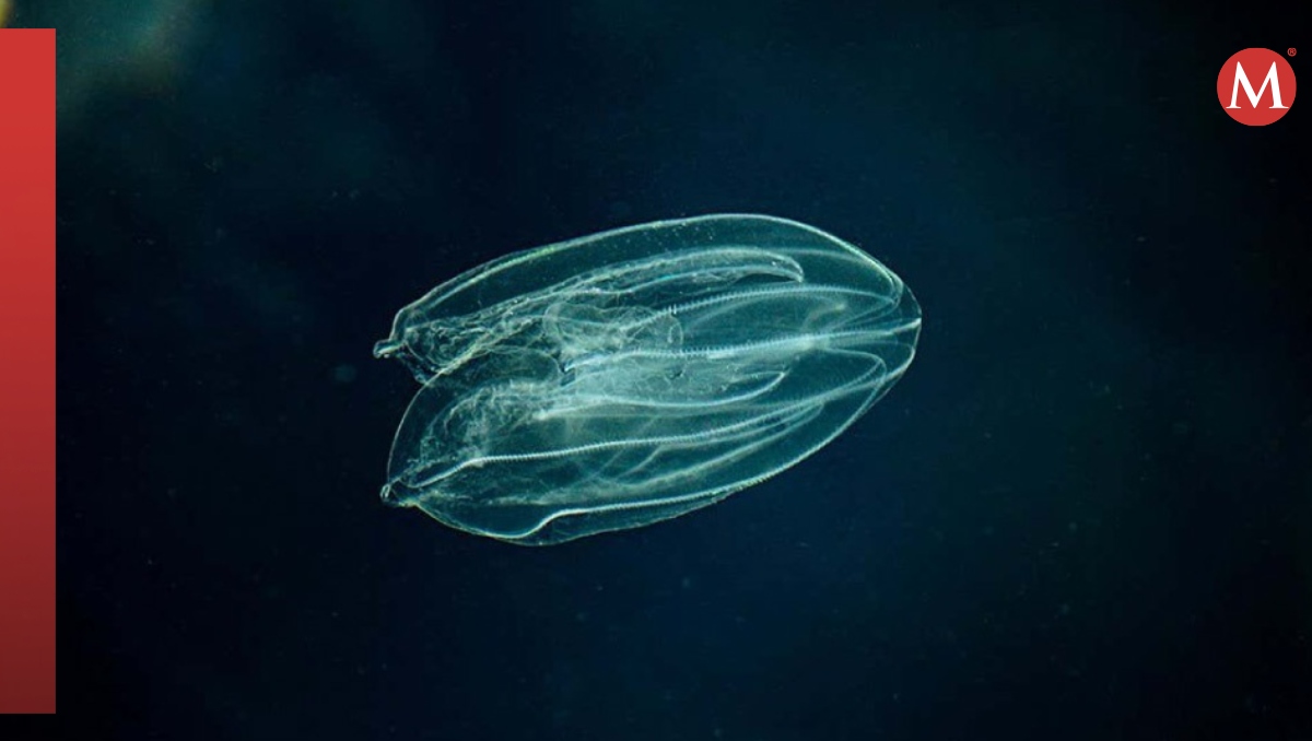 Medusas peine se fusionan con otra si es herida para poder sobrevivir | Especial